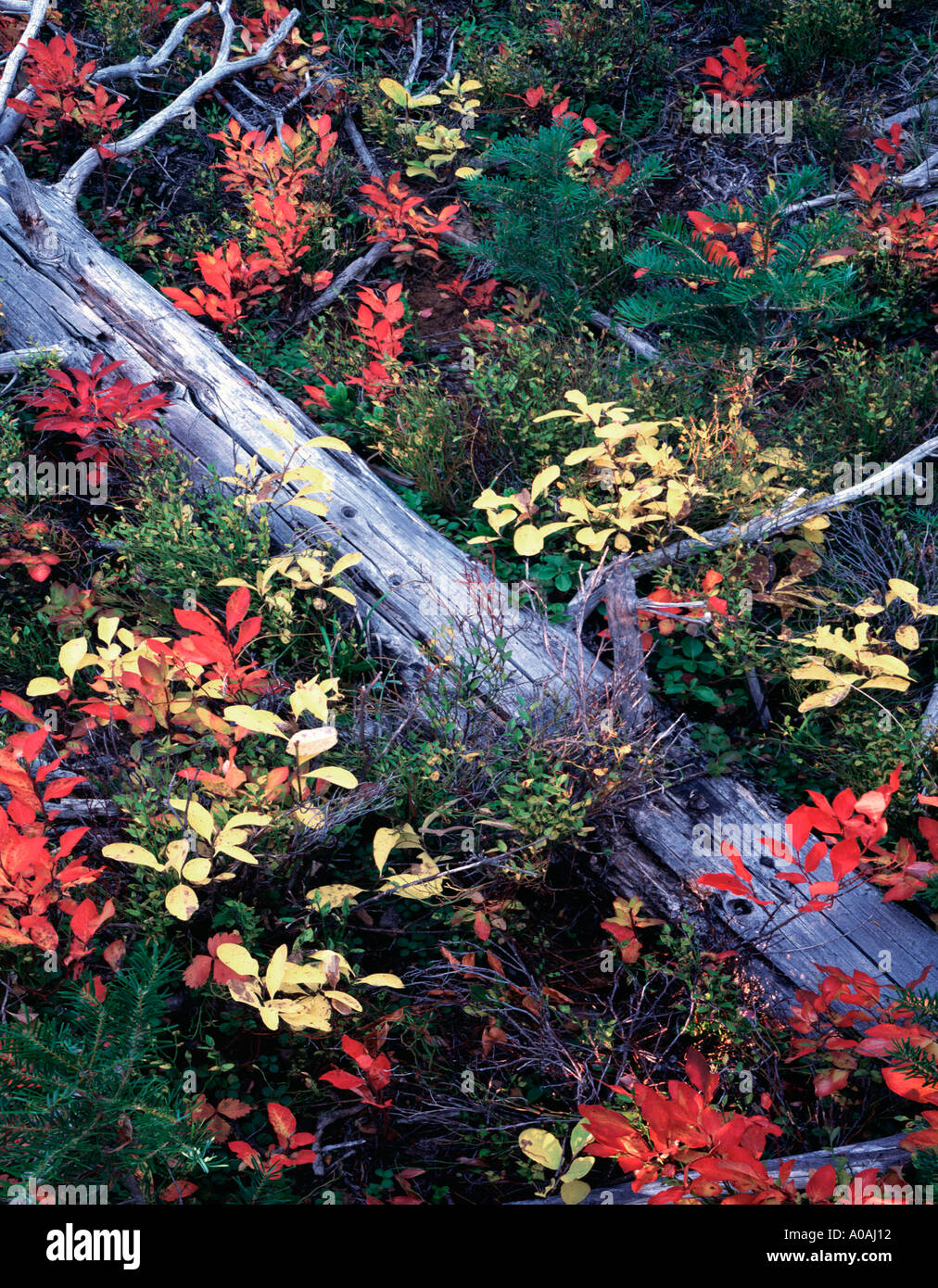 Huckleberry in fall color with dead tree Hell s Canyon National ...