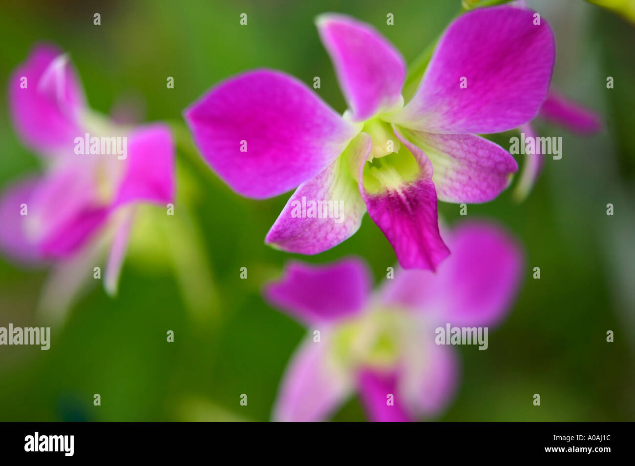 Orchid Dendrobium Stock Photo