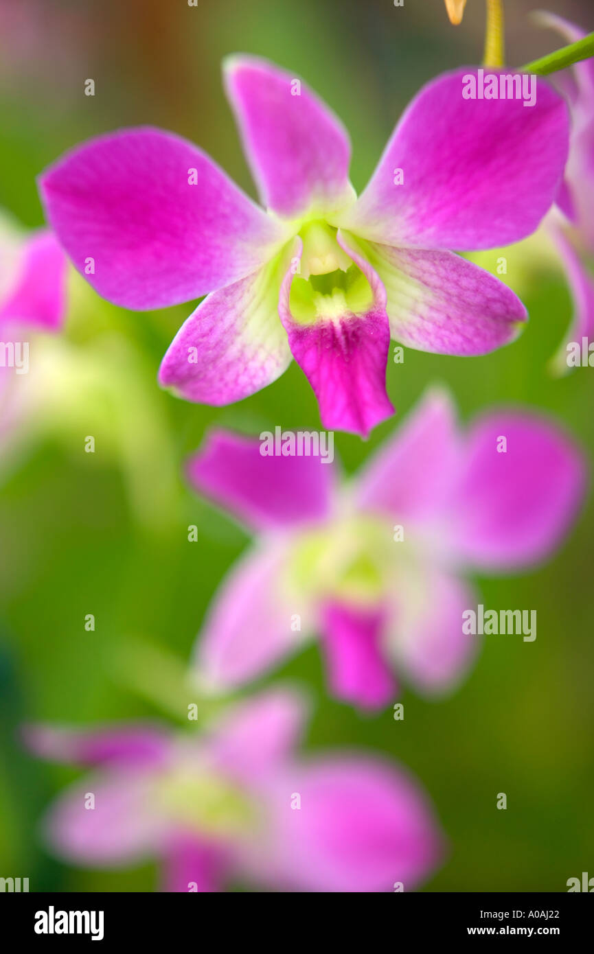 Orchid Dendrobium Stock Photo