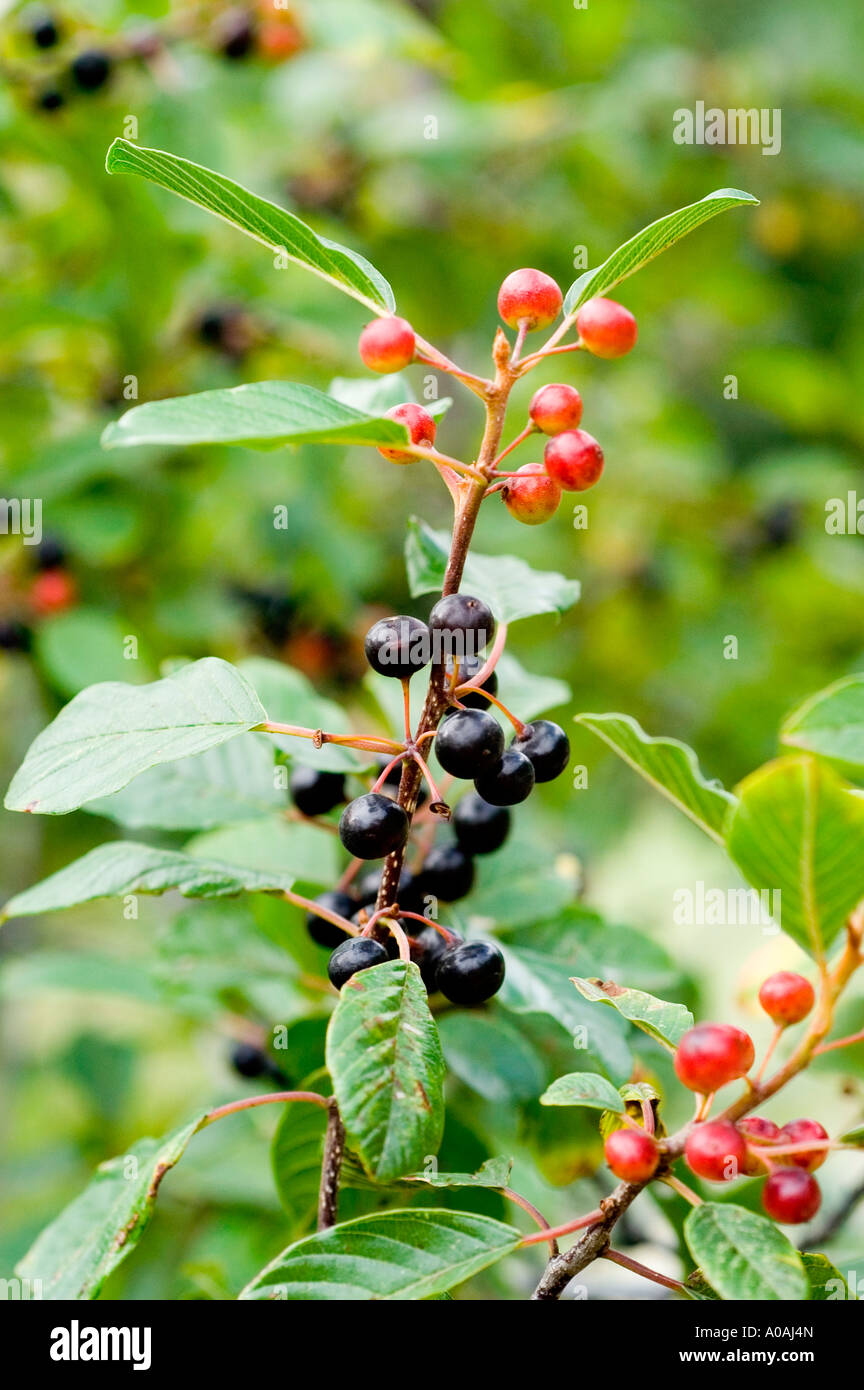 Cluster of fruits in various stages of ripeness hi-res stock ...