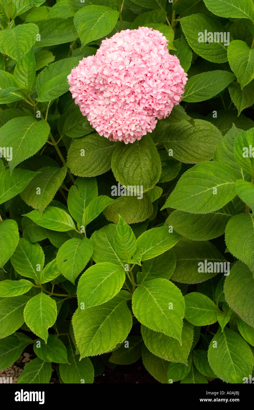 Flowers hydrangea macrophylla hi-res stock photography and images - Page 4  - Alamy