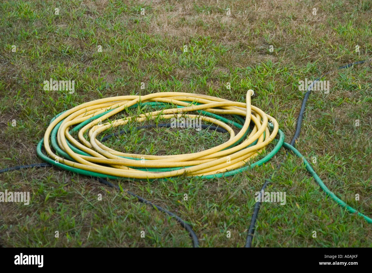 Coiled garden hoses on a lawn Stock Photo Alamy