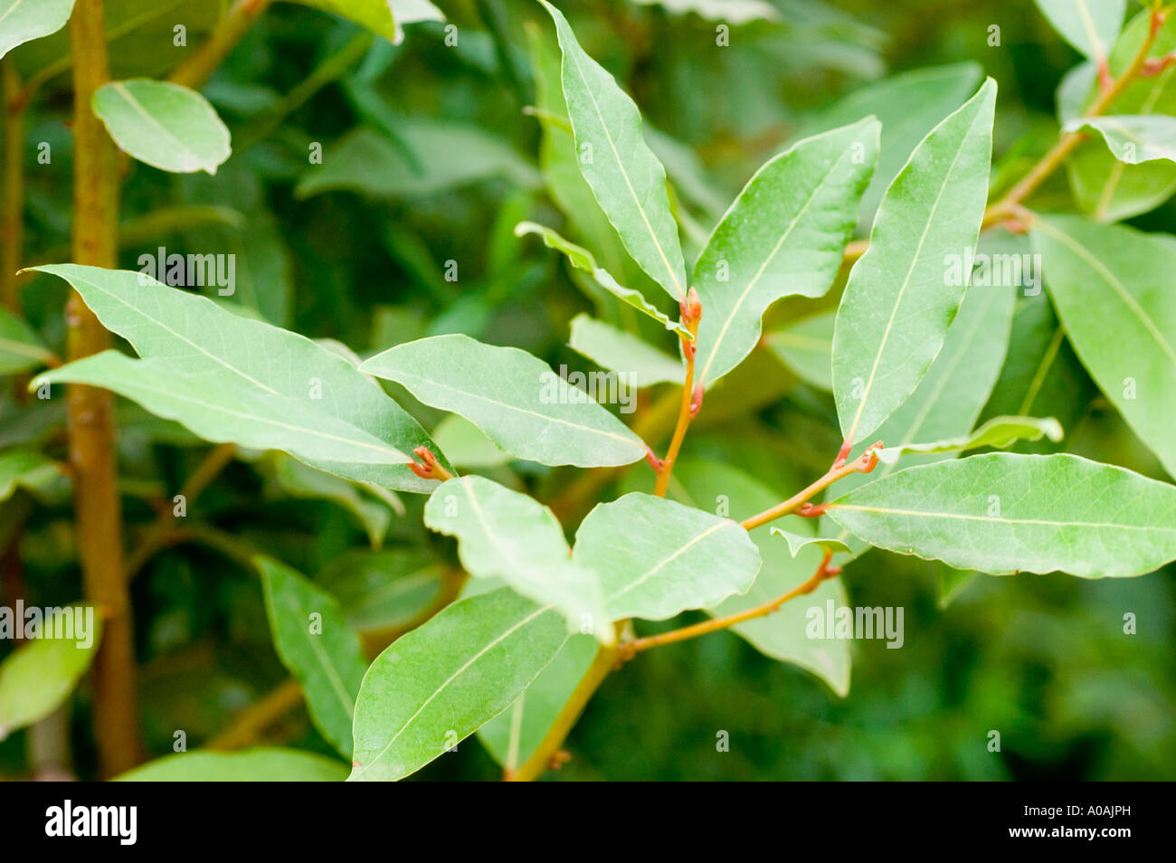 Leaves of Sweet bay Lauraceae Laurus nobilis Mediterranean countries