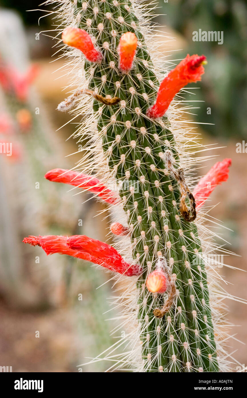 Red flowers on Succulent plant of Orange Silver Torch cactus or cacti Cactaceae Cleistocactus pojoensis South America Stock Photo