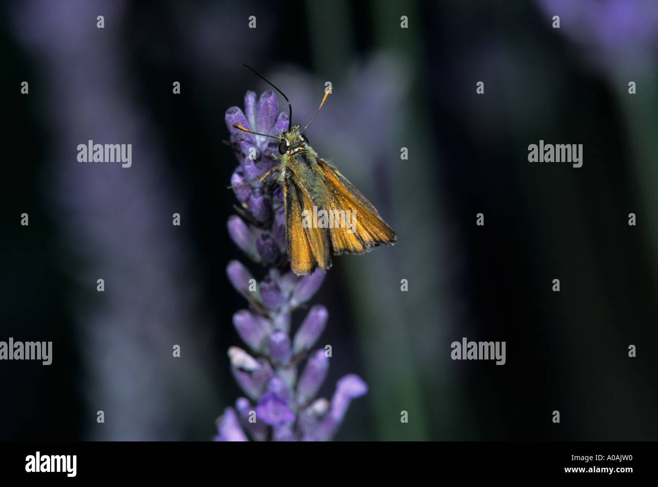 Butterfly Large Skipper ochlodes venata feeding on garden lavender showing proboscis Stock Photo