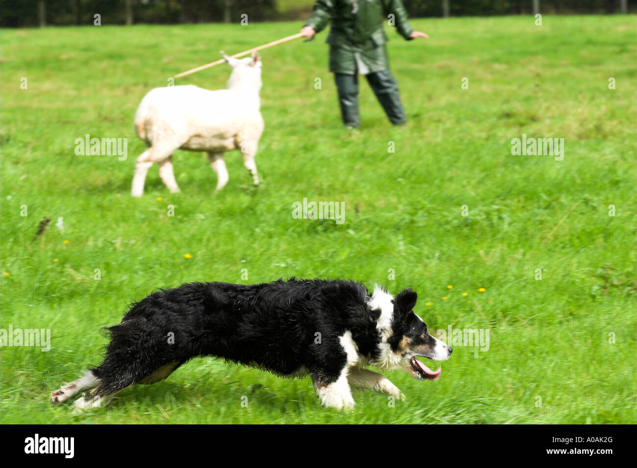 Sheep dogs welsh sheep dogs sheep dog trials Stock Photo