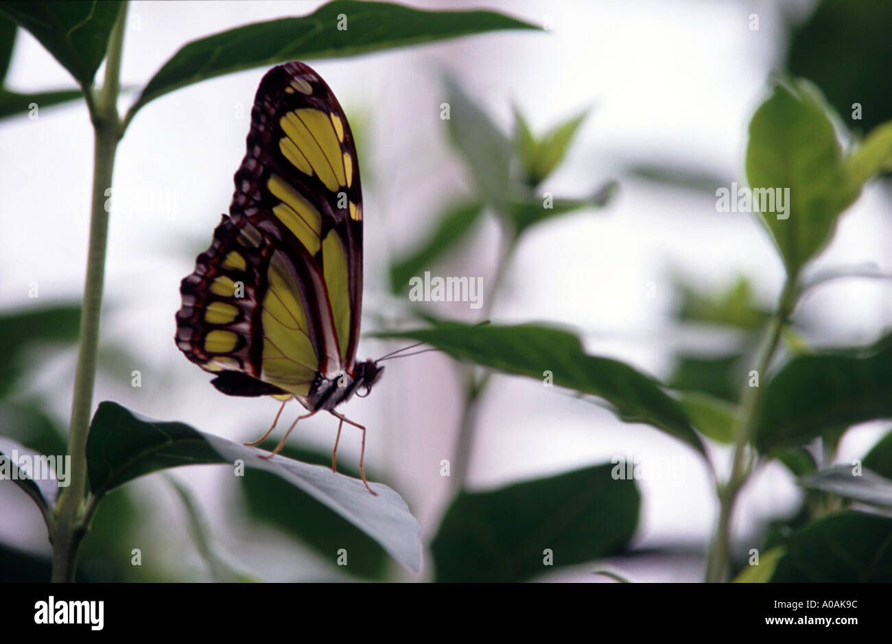 Exotic tropical pale green and black butterfly standing tall and upright on large leaf Stock Photo