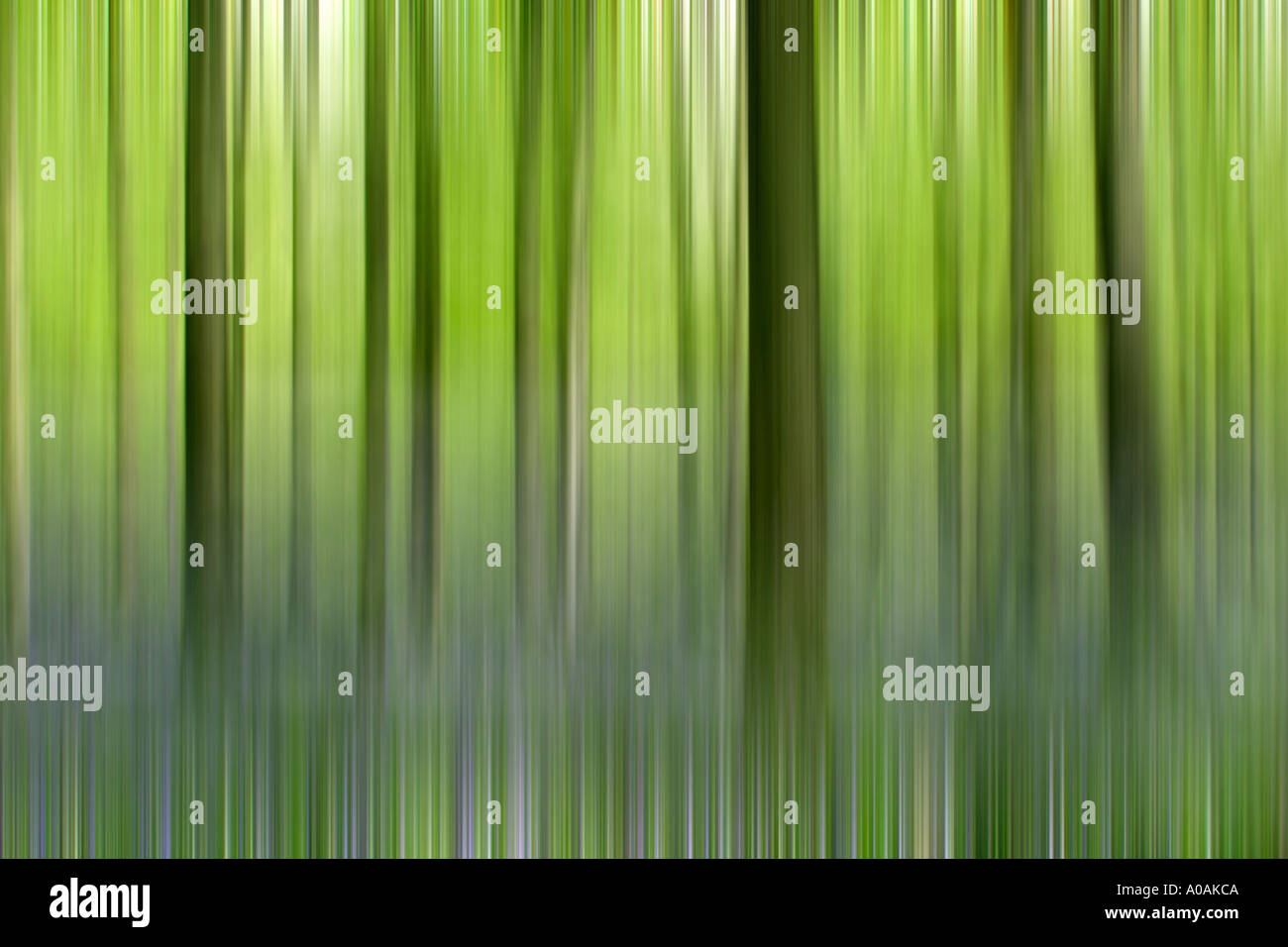 images of trees Stock Photo