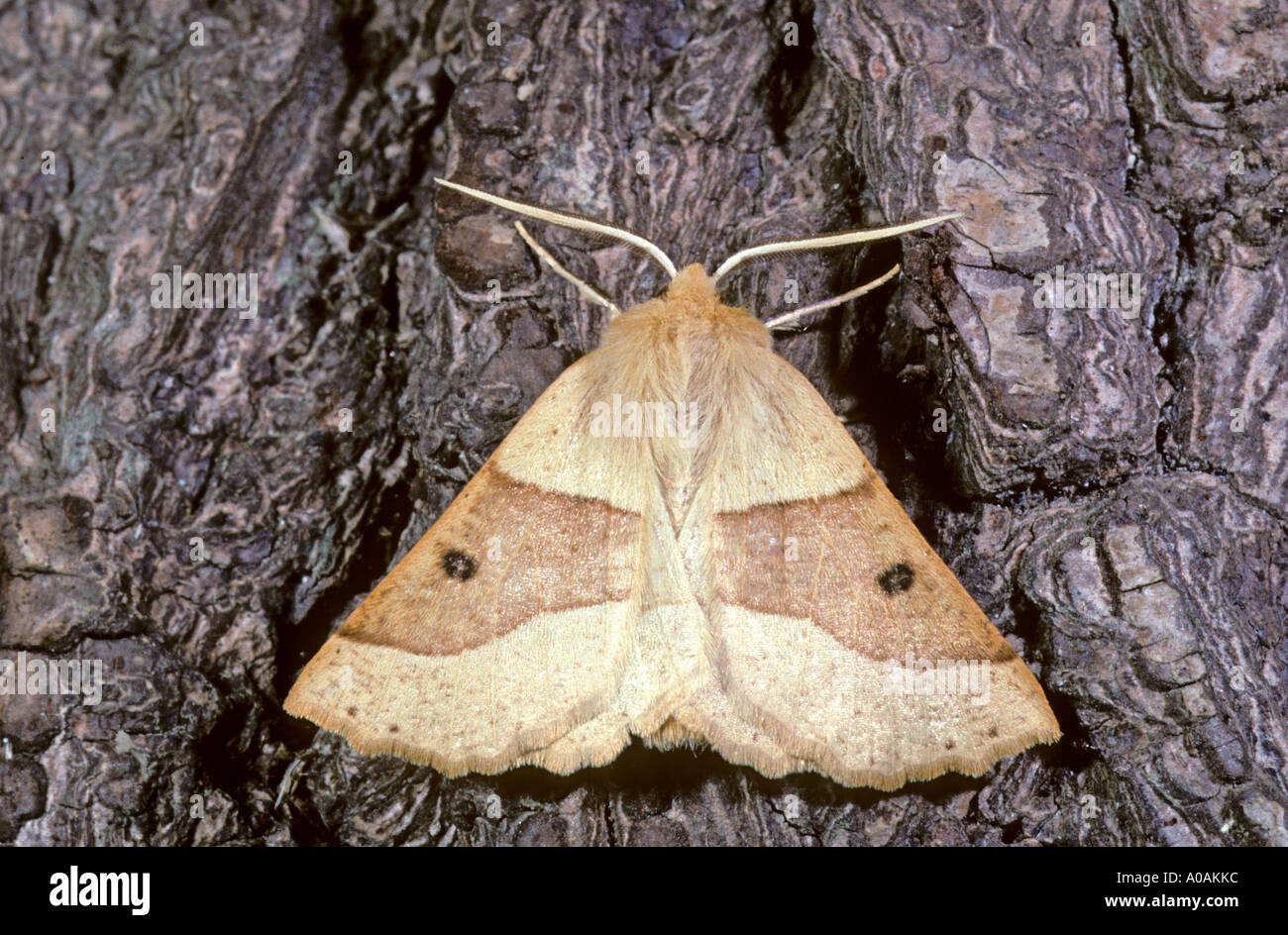 Scalloped oak moth crocallis elinguaria at rest on tree stump Stock Photo