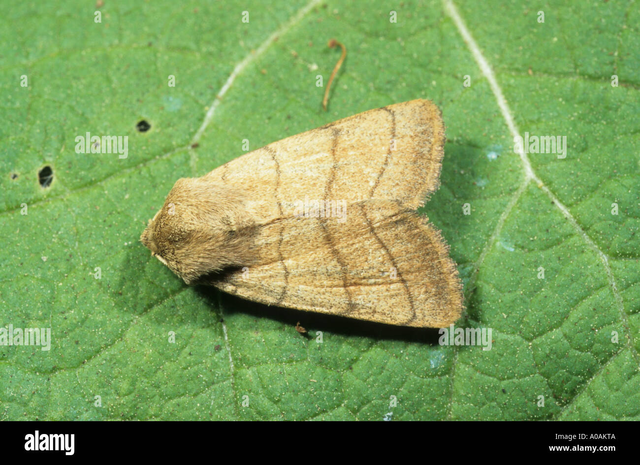 Moth Treble lines charanyca trigrammica at rest on leaf UK Stock Photo