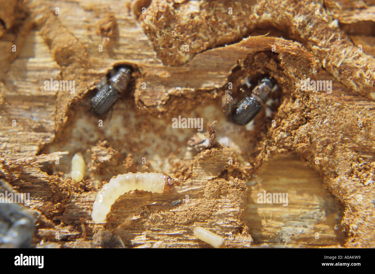 Mountain Pine Beetle larvae and adult in galleries under pine tree bark Smithers British Columbia Stock Photo
