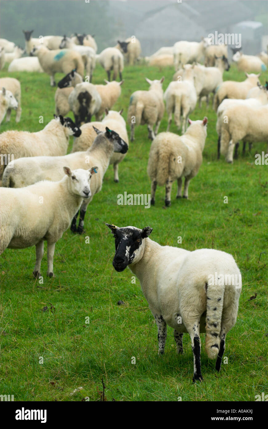 Welsh wool industry hires stock photography and images Alamy