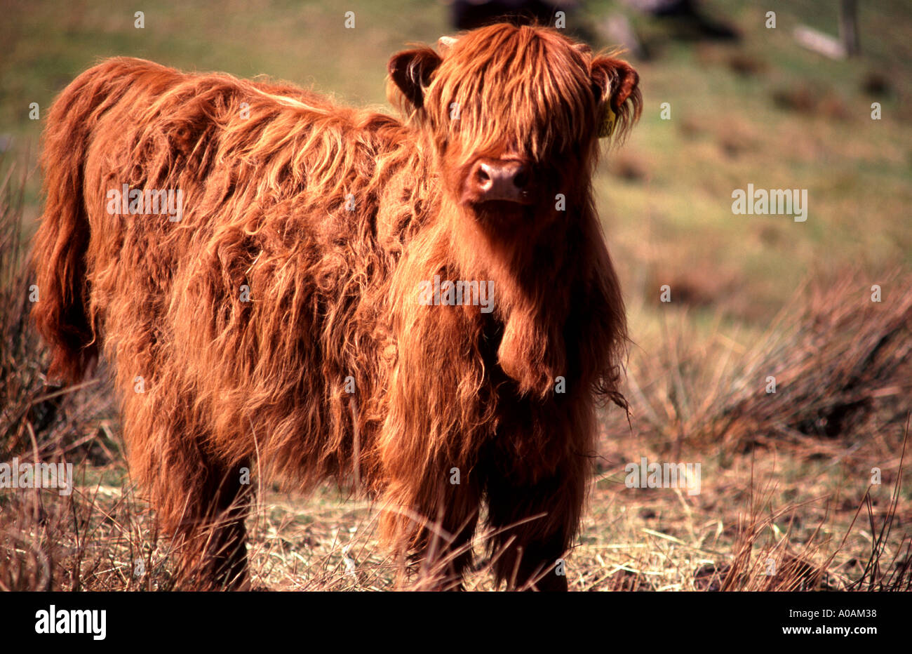 Young Highland calf looking at camera scruffy coat and hair covering eyes Stock Photo