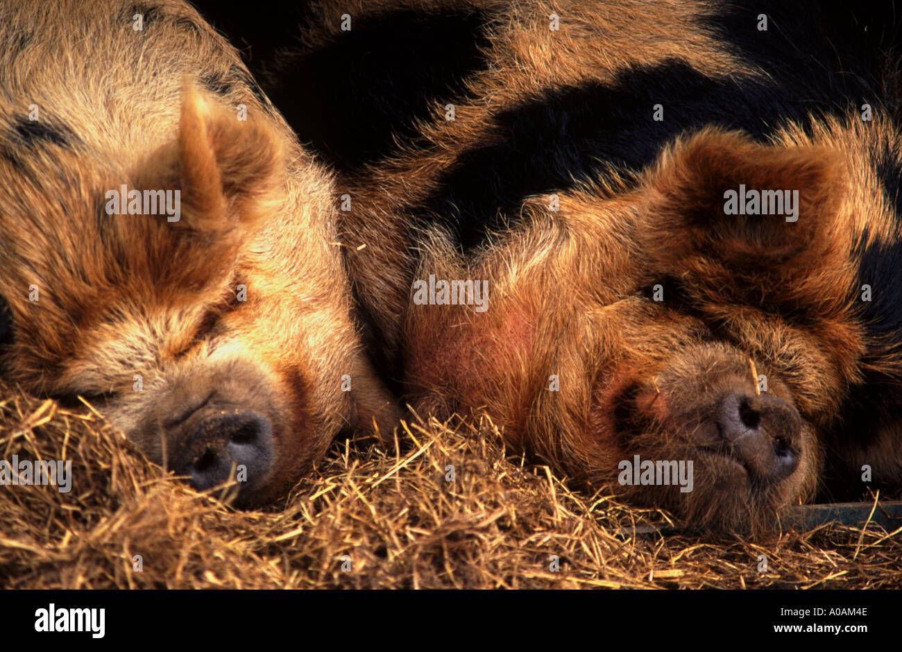 Pair of Kune Kune pigs sleeping closely together on a bed of straw