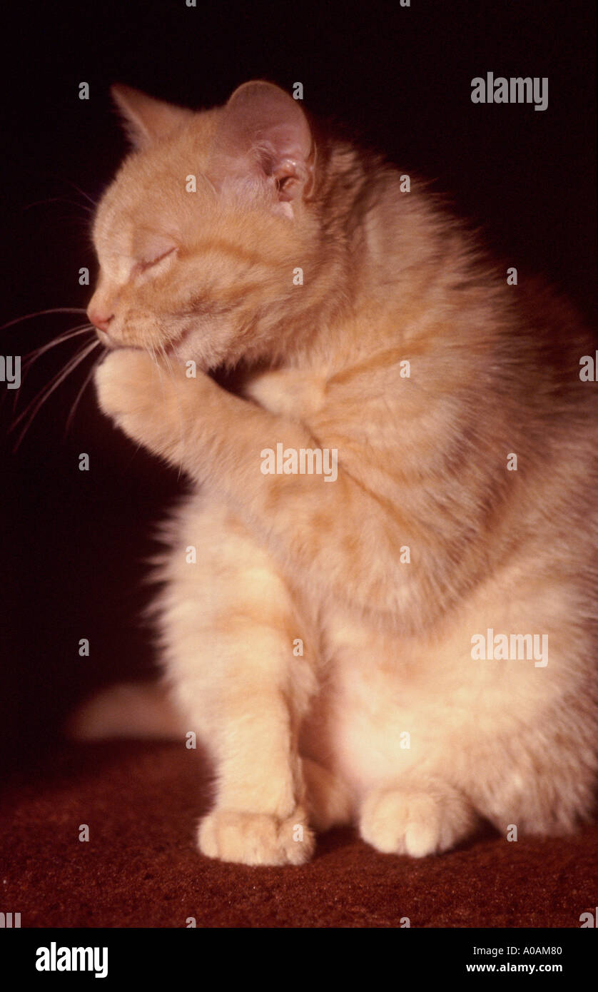 Young red mackerell tabby kitten washing Stock Photo