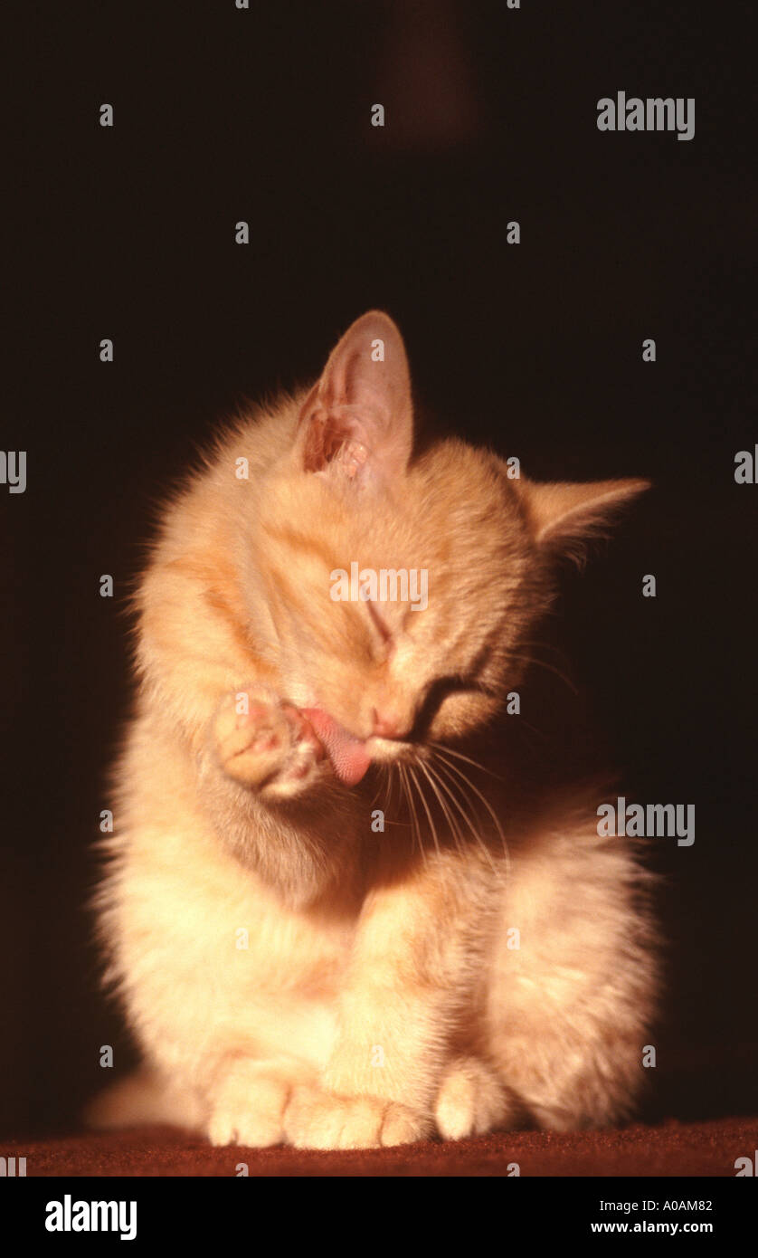 Young red mackerell tabby kitten washing Stock Photo