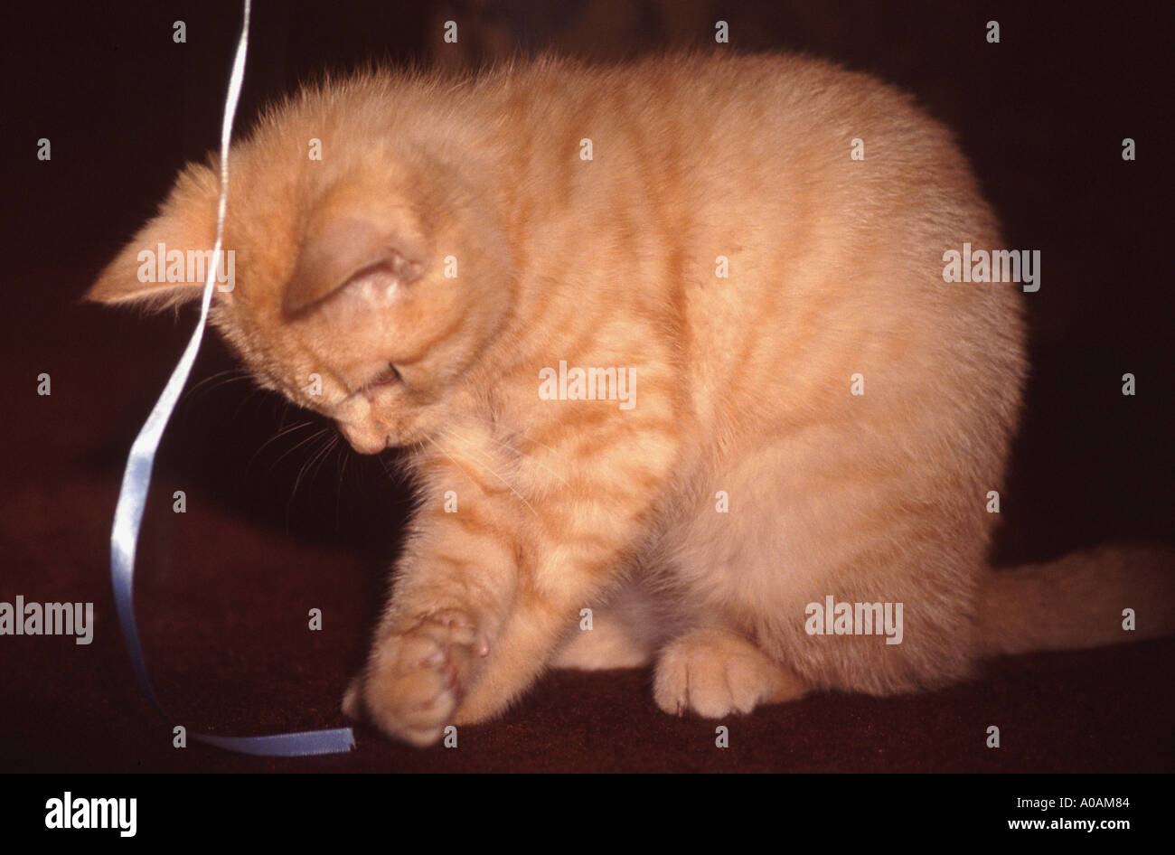 Young red mackerell tabby kitten playing with ribbon Stock Photo