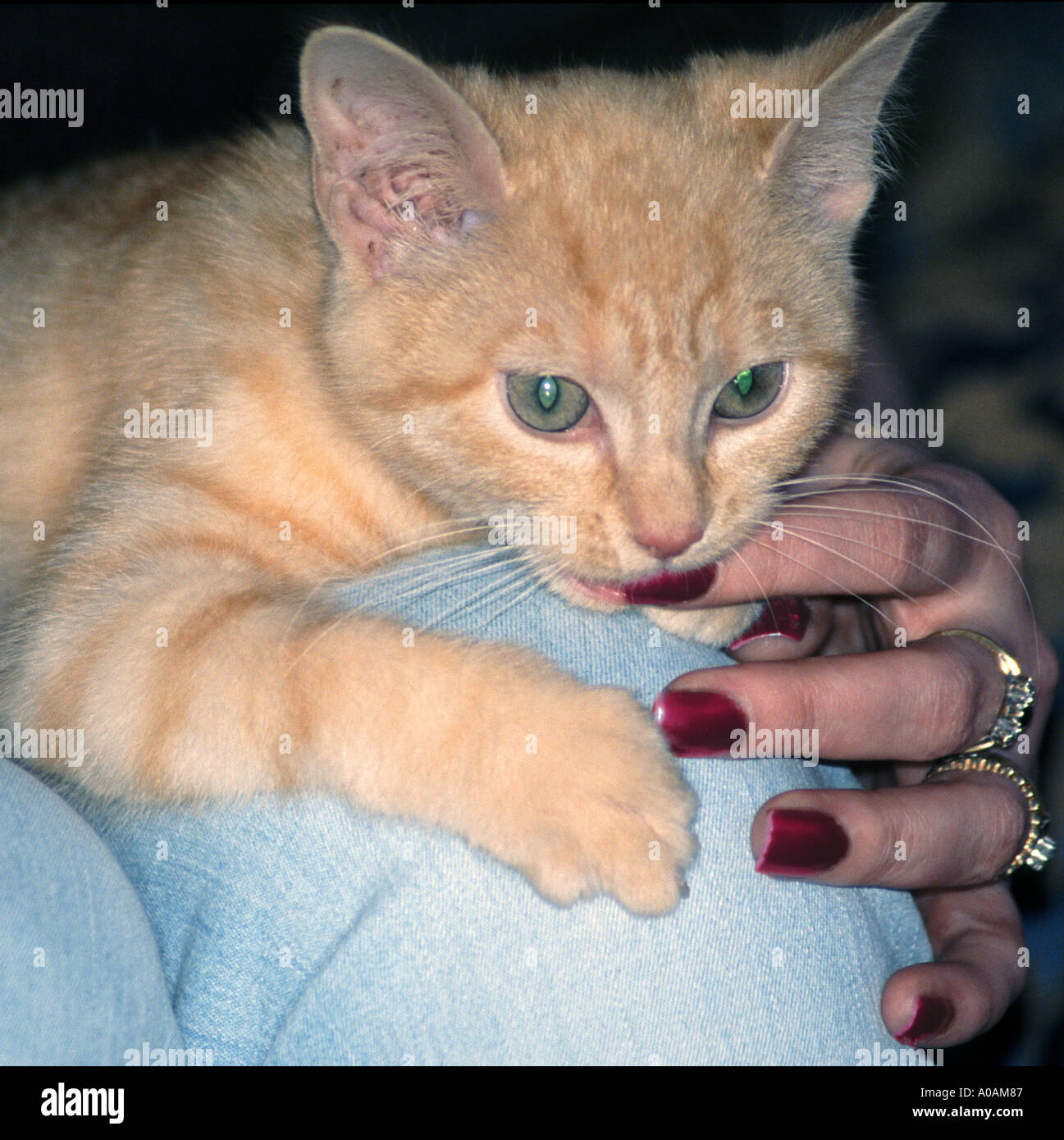 Young red mackerell tabby kitten Sitting on woman s lap biting her fingers Stock Photo