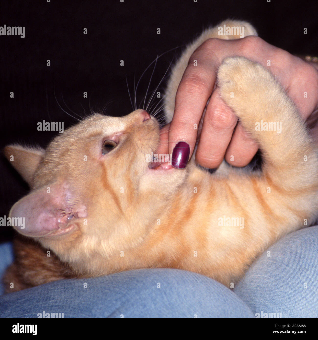 Young red mackerell tabby kitten Sitting on woman s lap biting her fingers Stock Photo