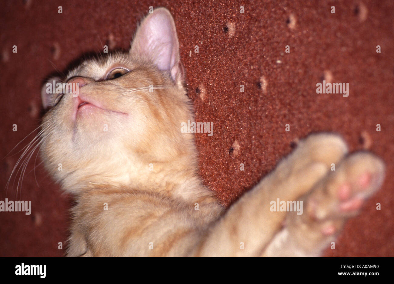 Young red mackerell tabby kitten laying on red carpet with front paws outstretched Stock Photo