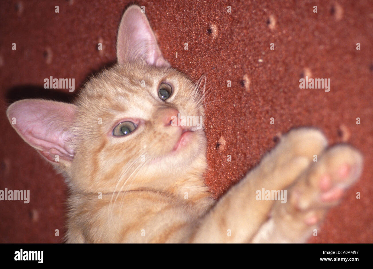 Young red mackerell tabby kitten laying on red carpet with front paws outstretched Stock Photo
