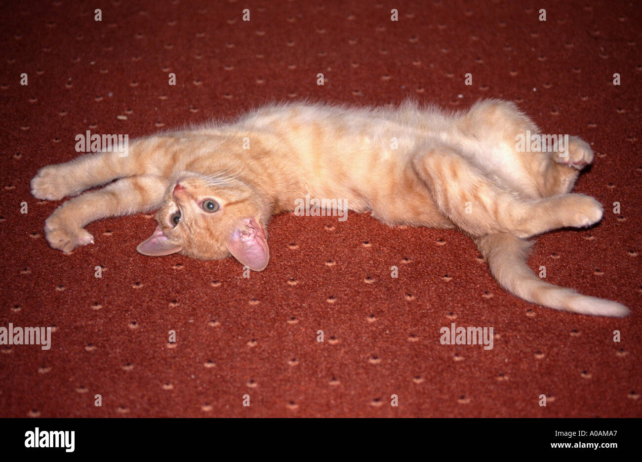 Young red mackerell tabby kitten laying stretched out on red carpet Stock Photo