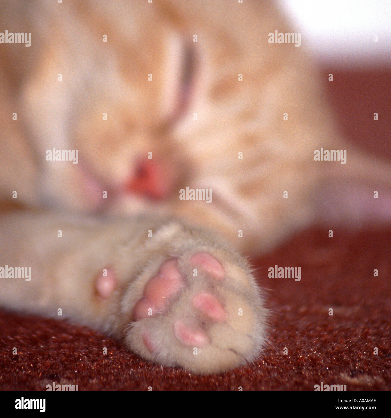 Young red mackerell tabby kitten laying on red carpet with front paw outstretched towards camera Stock Photo