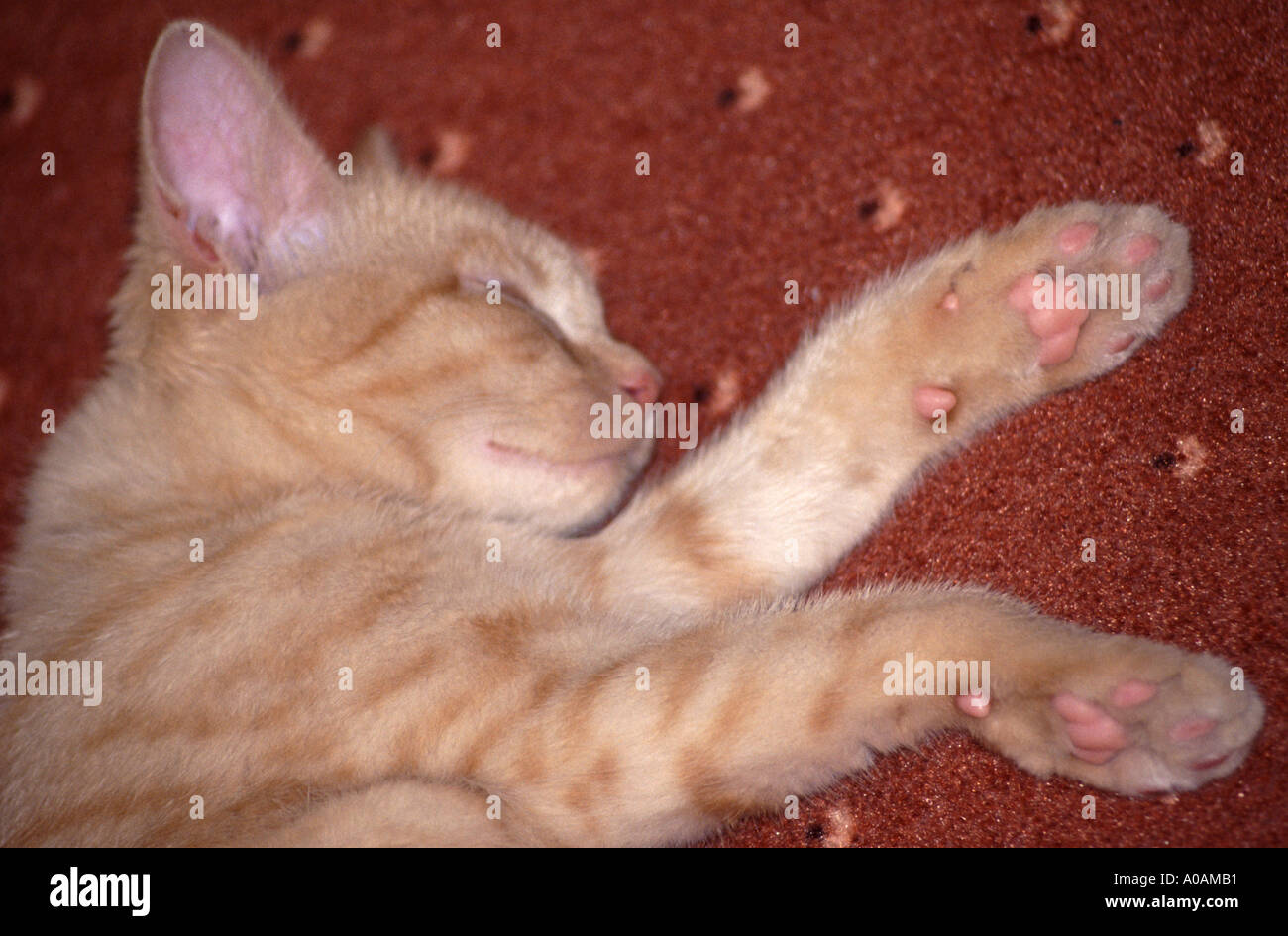 Young red mackerell tabby kitten laying on red carpet with front paw outstretched Stock Photo