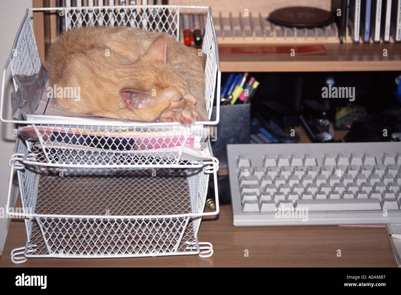 Young red mackerell tabby kitten sleeping in in tray on computer desk Stock Photo