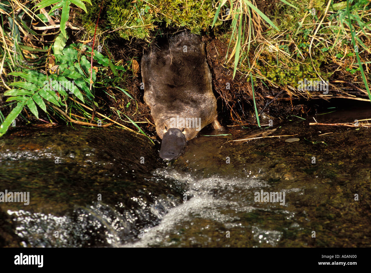 Platypus Ornithorhynchus anatinus Emerging from burrow Stock Photo Alamy