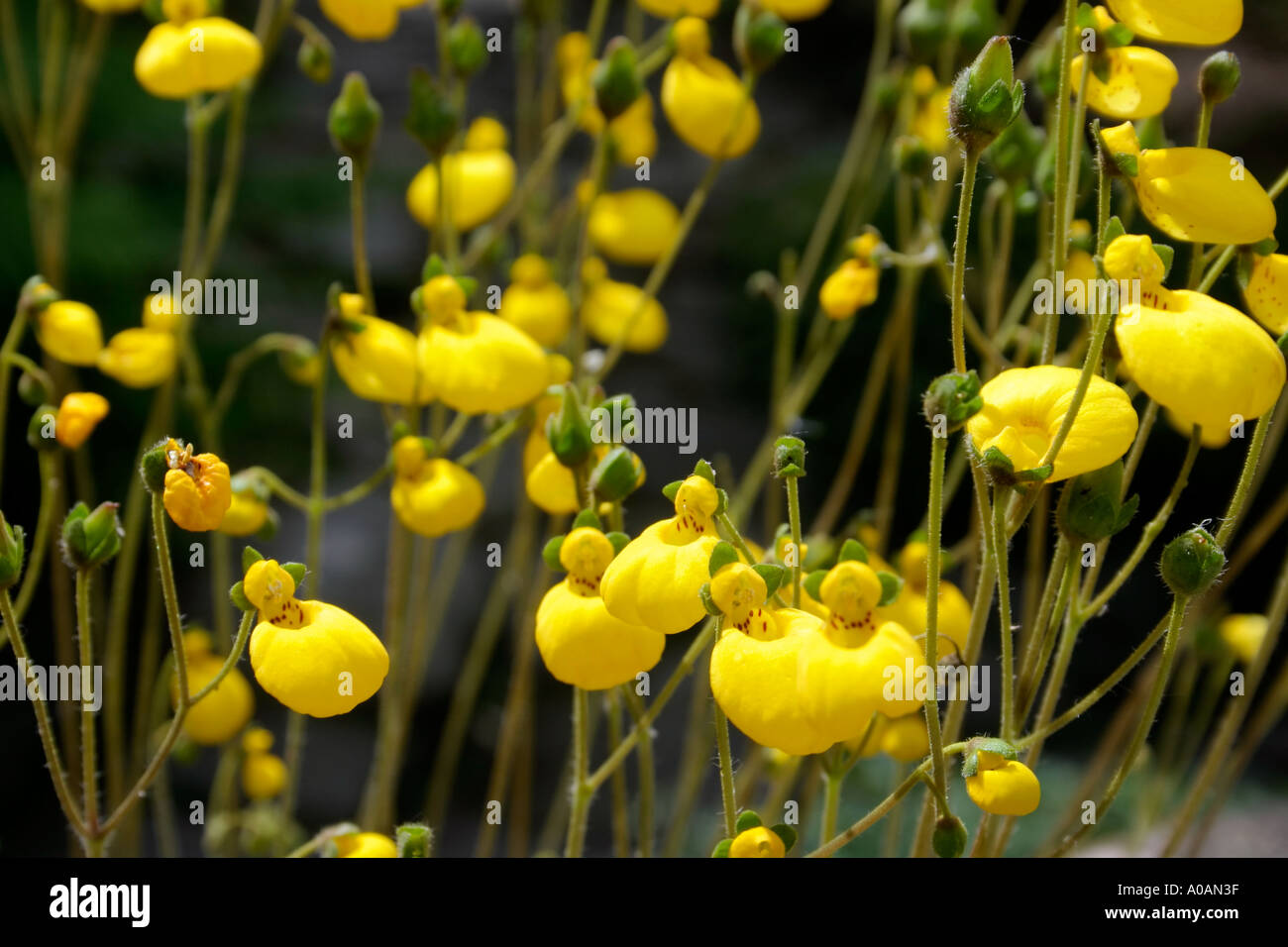 Yellow Calceolaria flowers Stock Photo