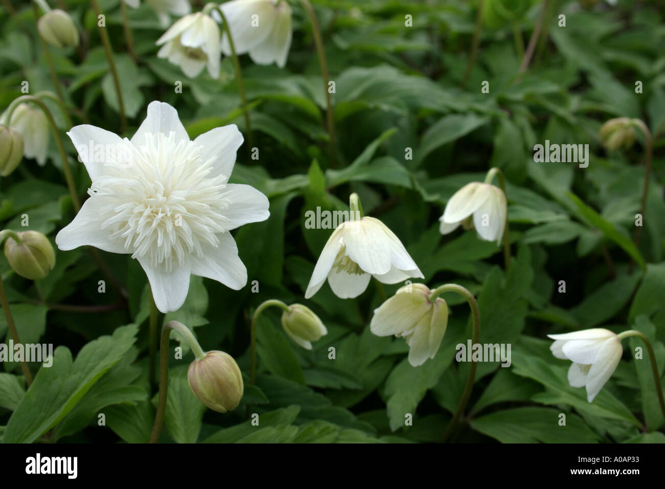 White flowers of double variety of garden plant Anemone nemorosa Vestal Common name is Wood