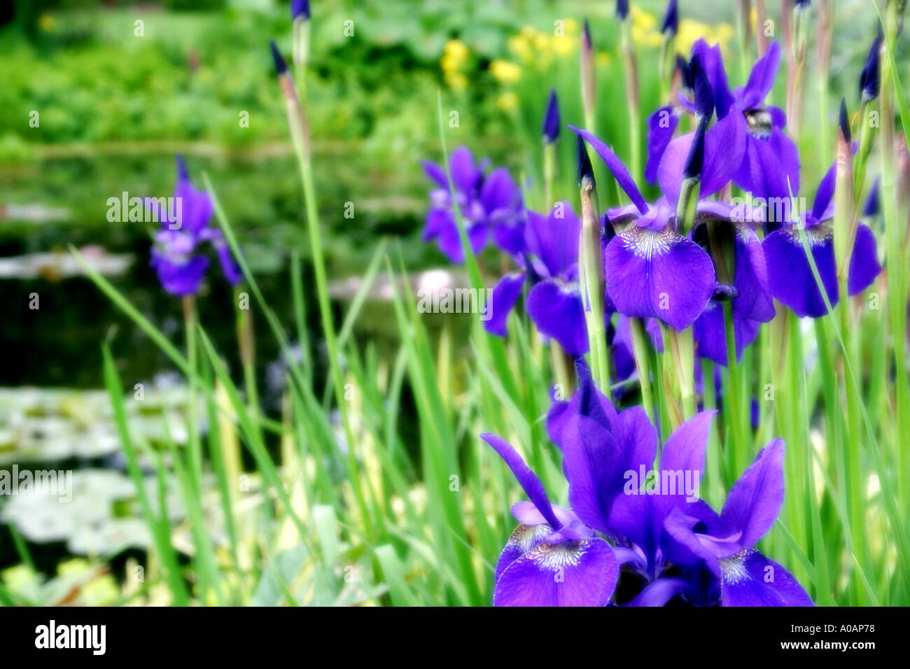 Blue flowers of Japanese Iris Stock Photo