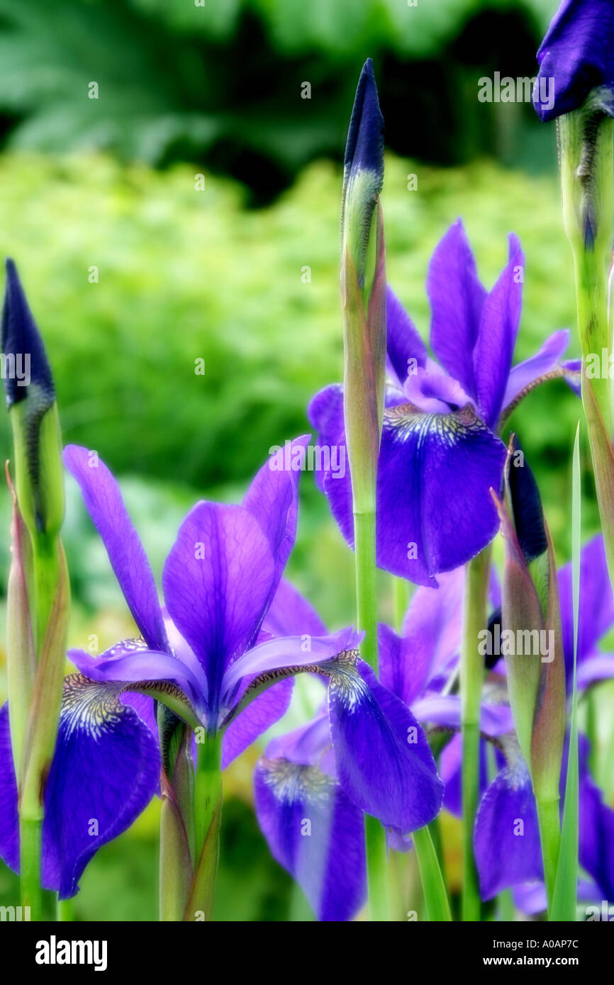 Blue flowers of Japanese Iris Soft focus Stock Photo