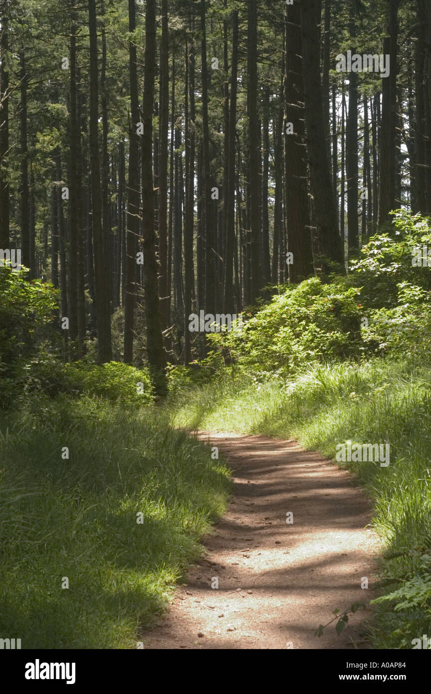 A color vertical image of a sun dappled path through the woods Stock Photo