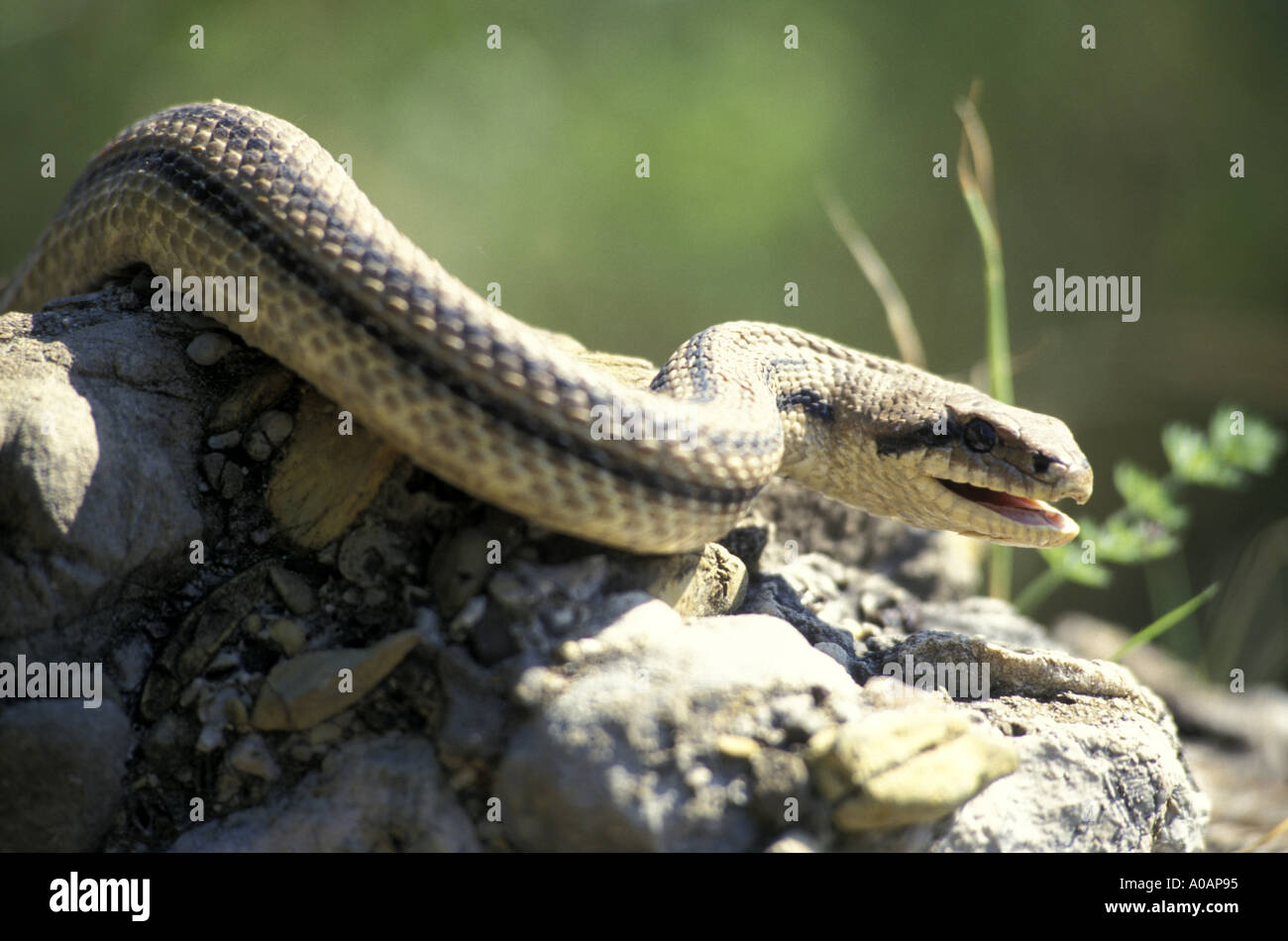 Four lined snake Italy Stock Photo