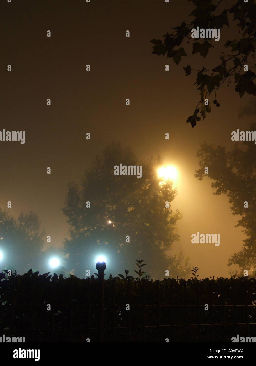 Row trees on misty night hi-res stock photography and images - Alamy
