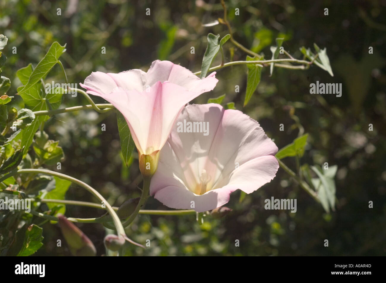 A color horizontal image of two sunlit climbing morning glory flowers Stock Photo