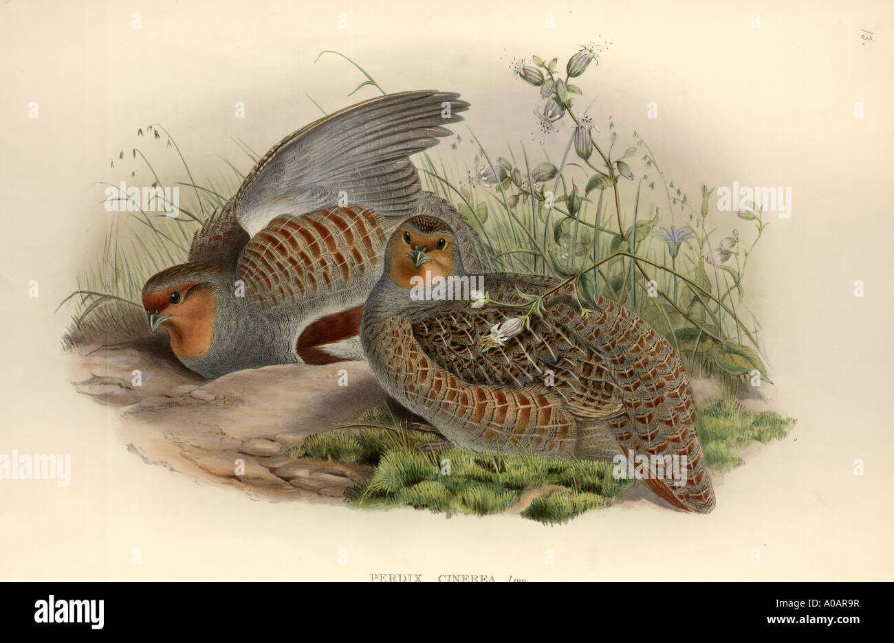 Perdix perdix grey partridge Stock Photo - Alamy