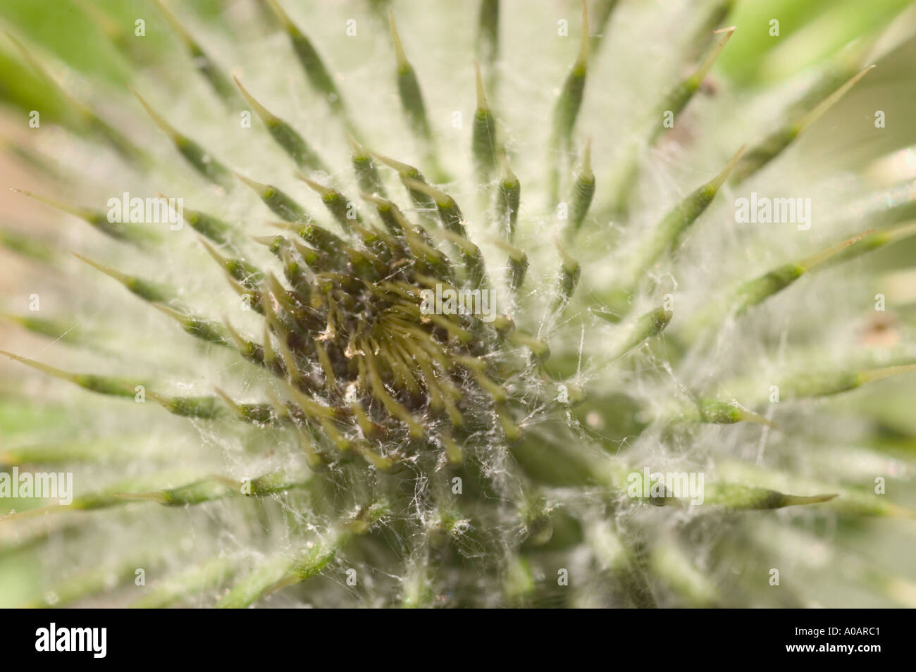 A close up color horizontal image of a brownie thistle Stock Photo