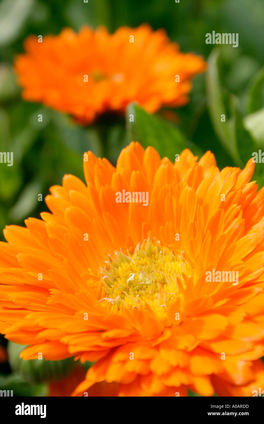 Orange flowers of summer flowering annual garden plant Pot Marigold Botanical name Calendula officinalis Stock Photo
