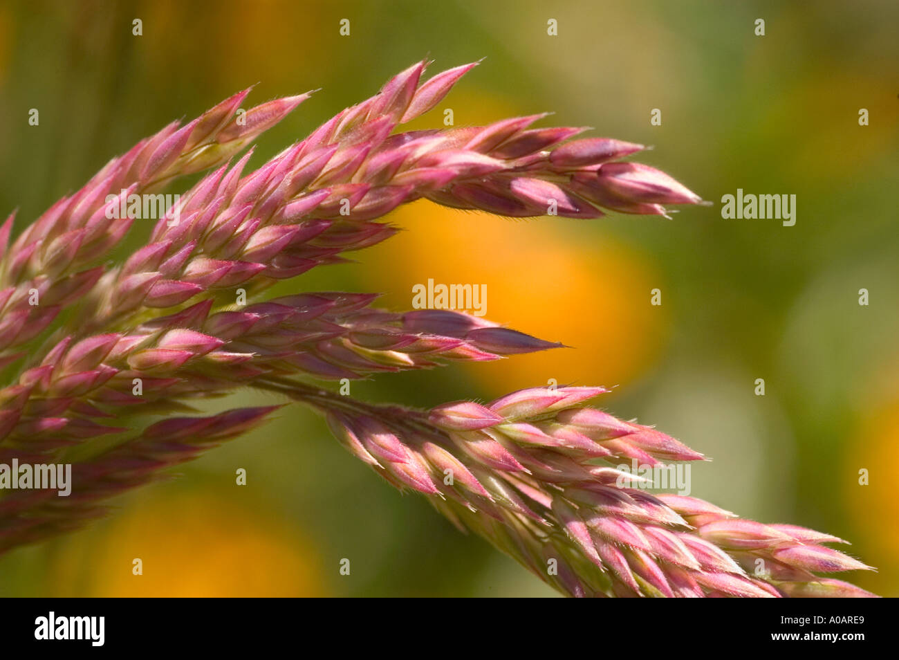 A closeup color horizontal image of closed spikelets of creeping bentgrass with blurred yellow flowers in the background Stock Photo