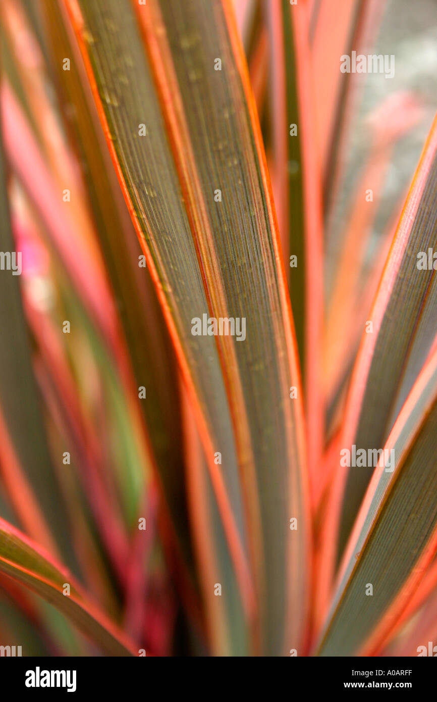 Red and pink variegated leaves of garden plant Phormium Rainbow Queen Common name New Zealand Flax Stock Photo