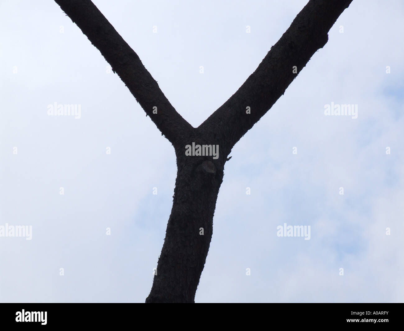 y shape tree branches Stock Photo