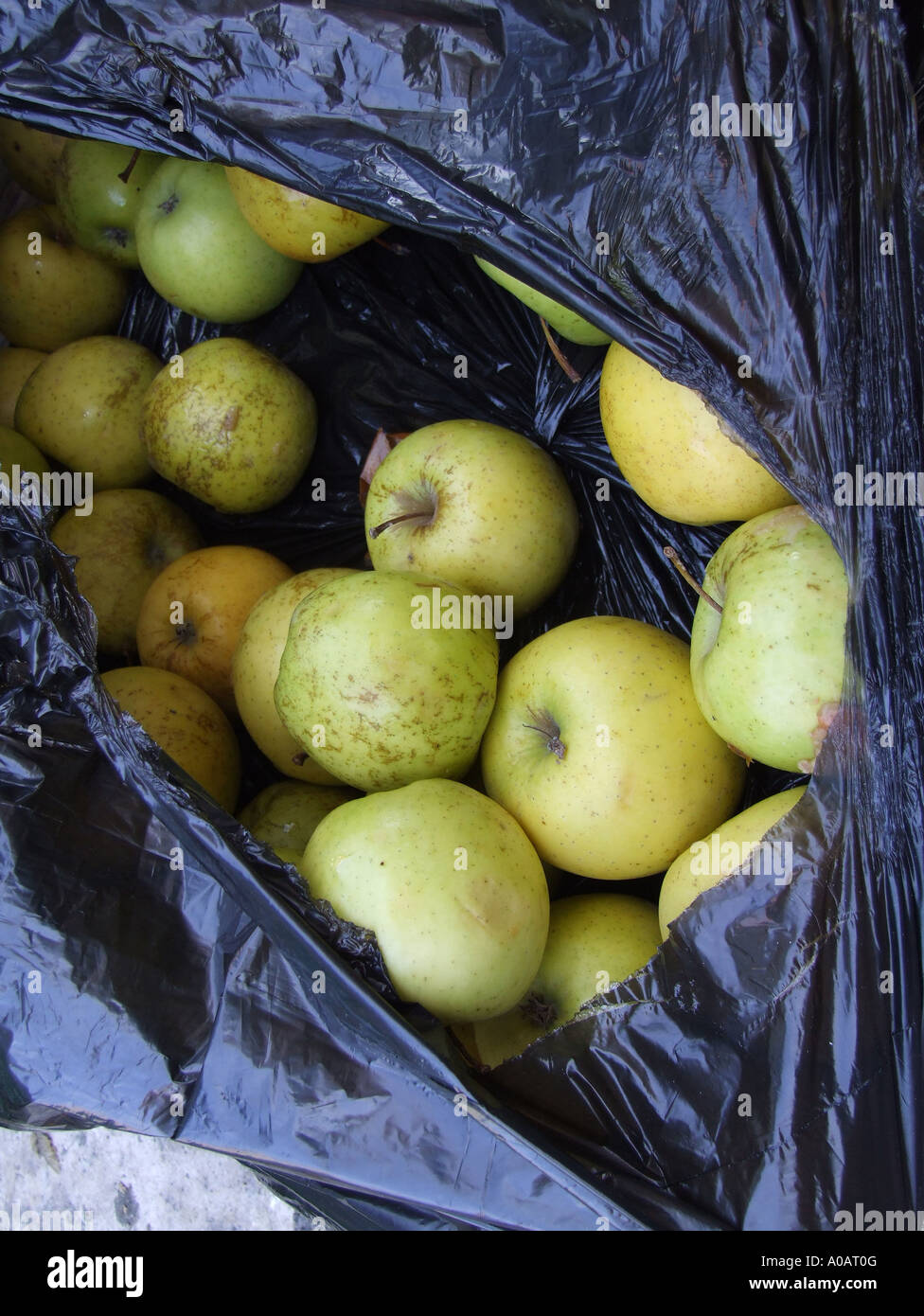 old apples in a bin bag Stock Photo Alamy