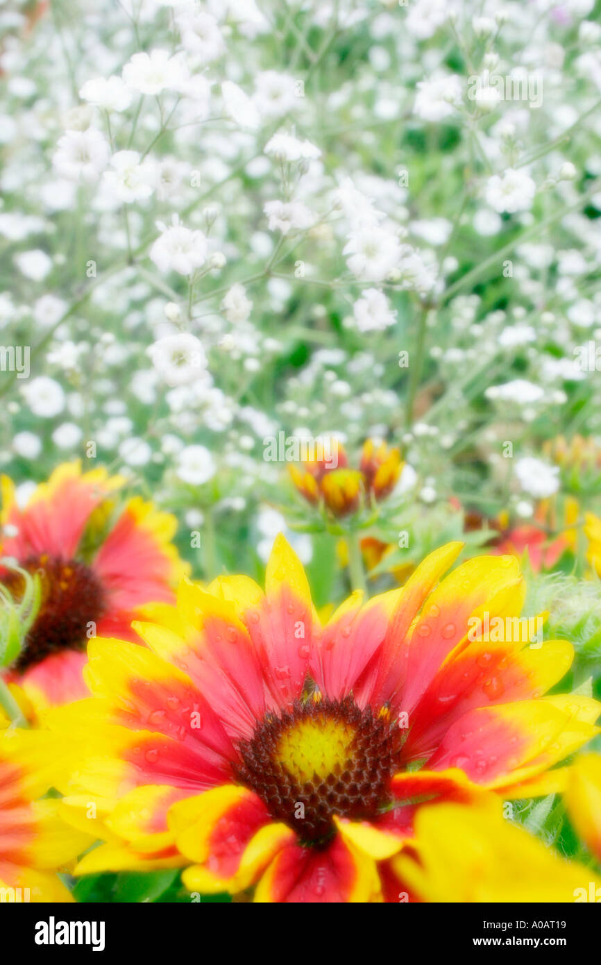 Flowers of herbaceous perennial garden plant Gaillardia Goblin with white Gypsophila in background Stock Photo