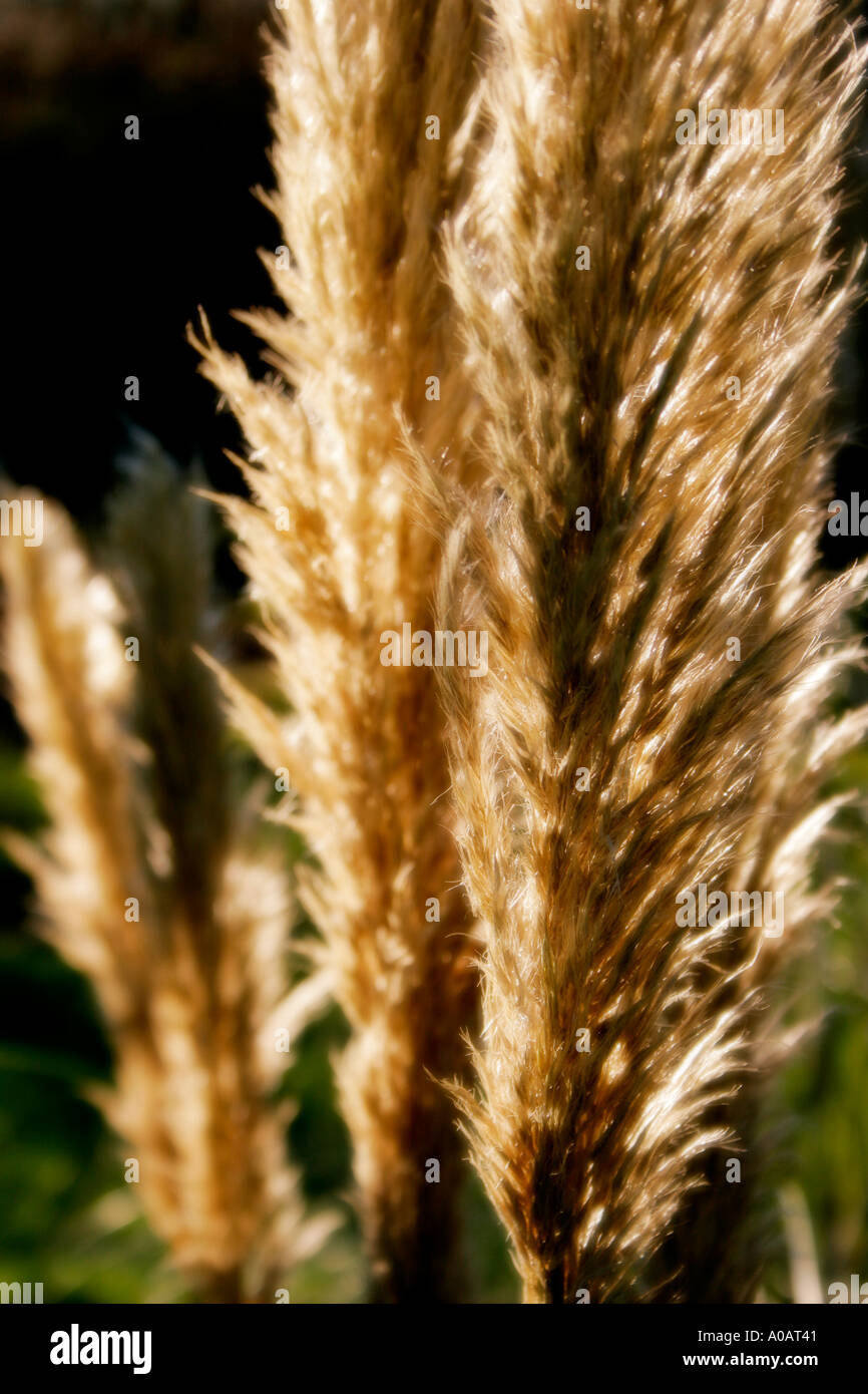 Soft focus sunlight hi-res stock photography and images - Alamy