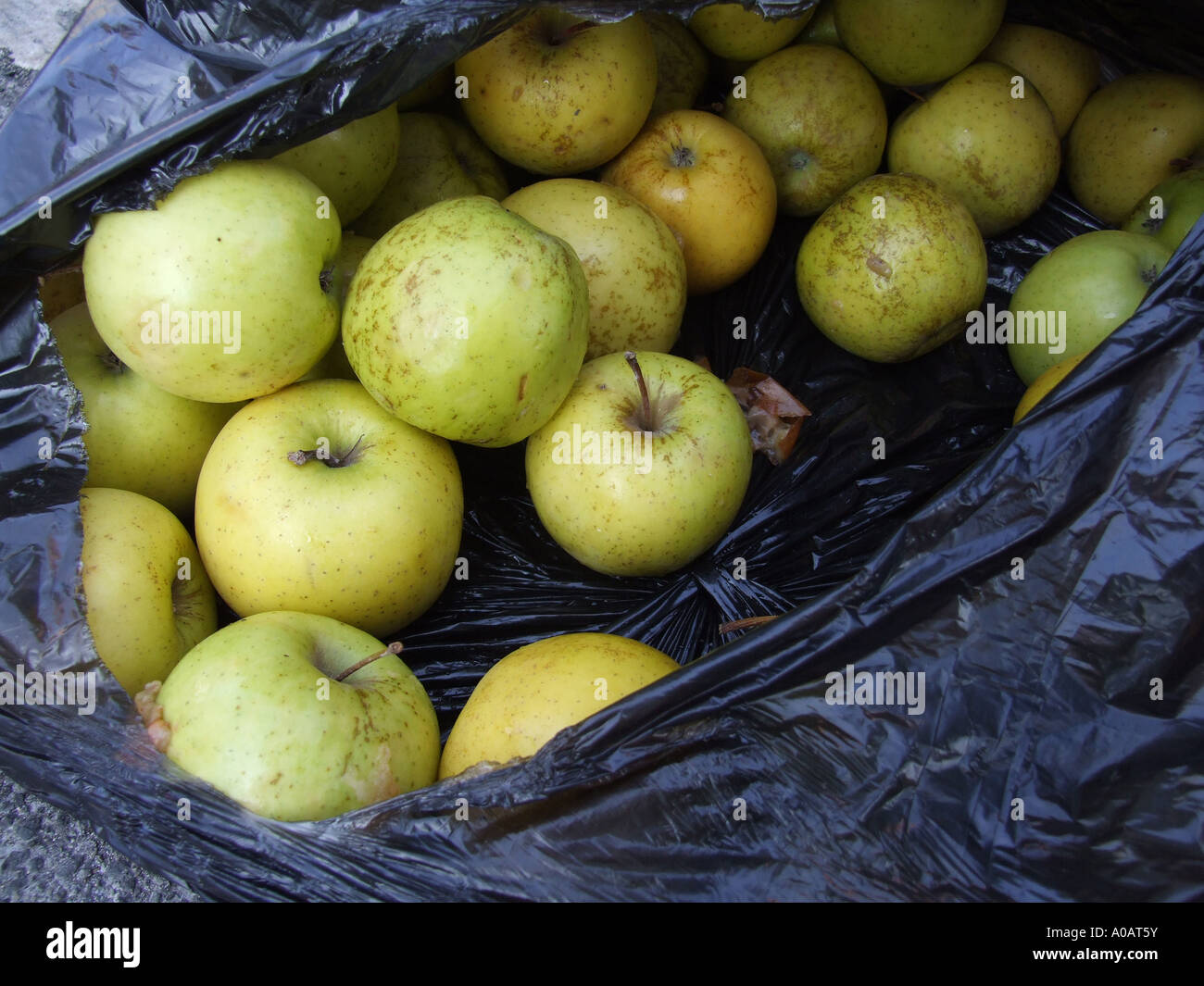 old apples in a bin bag Stock Photo Alamy