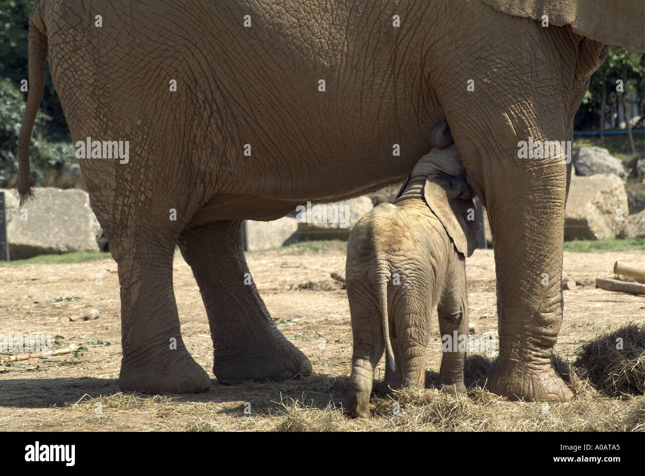 Captive Baby elephant suckling mother Stock Photo