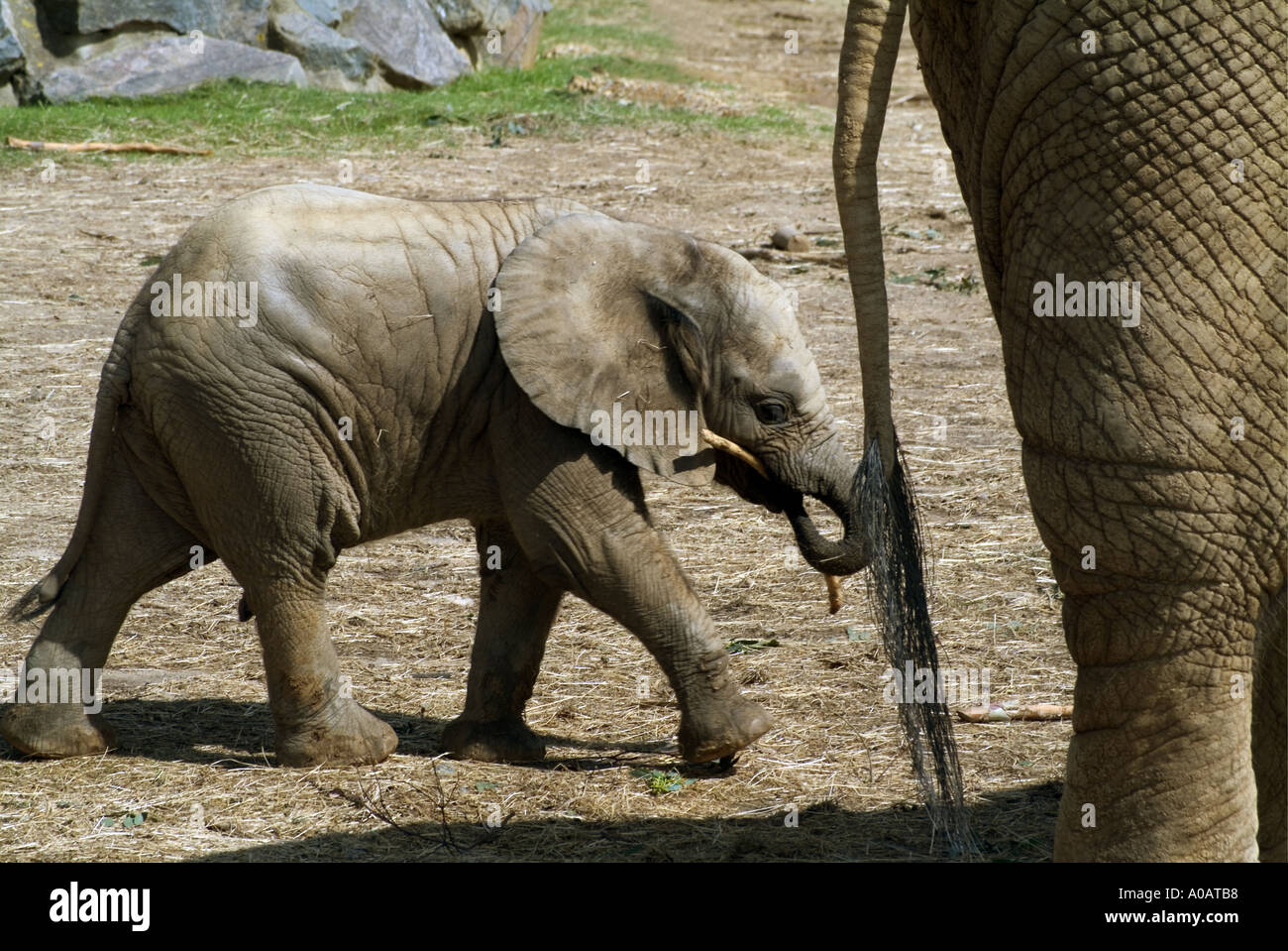 At colchester zoo hi-res stock photography and images - Alamy